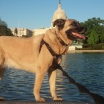 picture of Lexi, a shepherd mix, standing in front of the Capitol building.