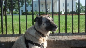 picture of dog in front of the White House